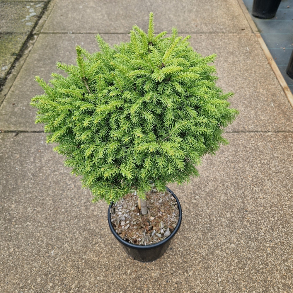 Picea abies 'Little Gem' pe picior (Precomanda)