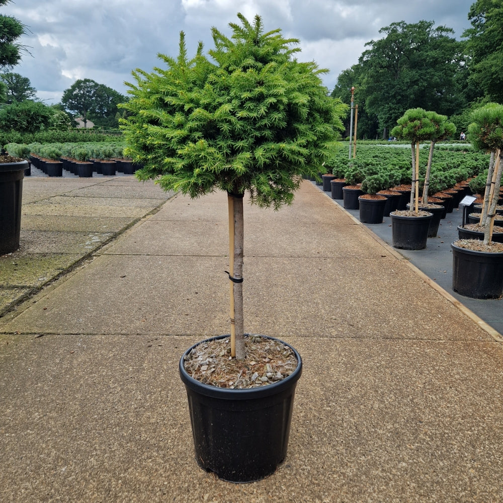 Picea abies 'Little Gem' pe picior (Precomanda)