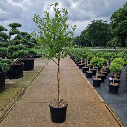 Vaccinium cor. 'Goldtraube'   (Precomanda)