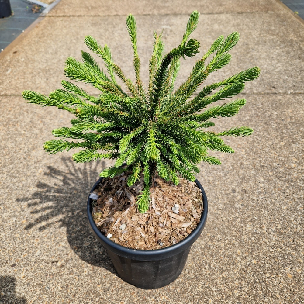 Cryptomeria jap. 'Dinger' (Precomanda)