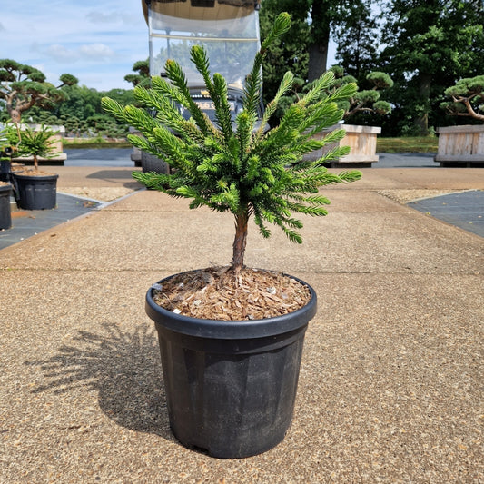 Cryptomeria jap. 'Dinger' (Precomanda)