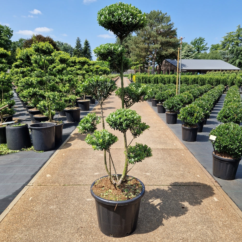 Ilex crenata 'Mutchagara' (Precomanda)