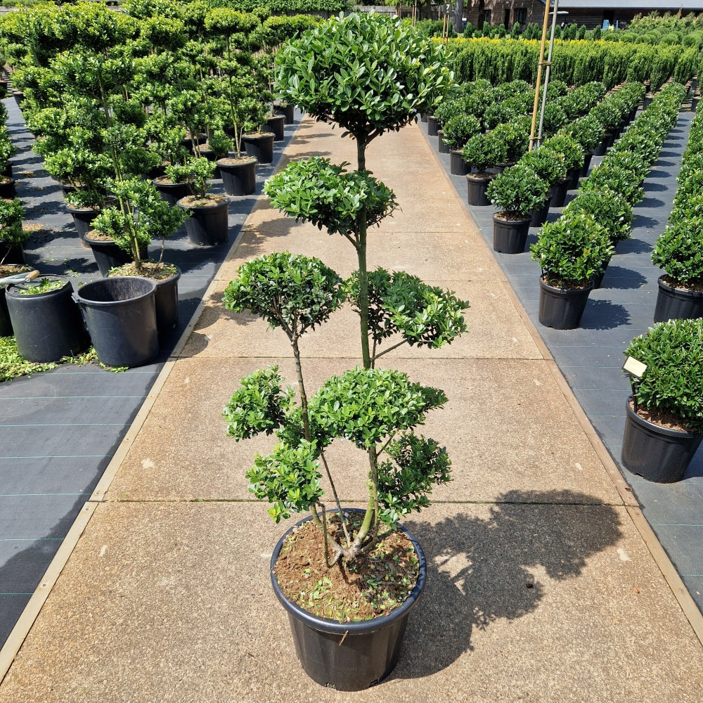 Ilex crenata 'Mutchagara' (Precomanda)