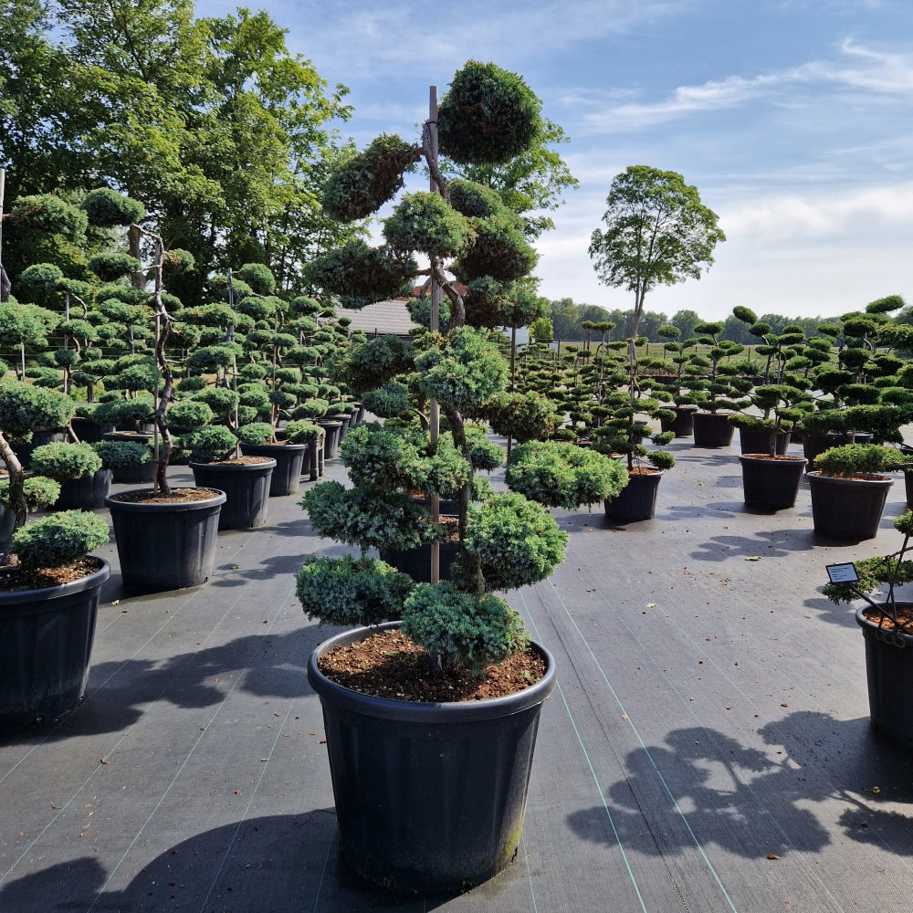 Juniperus squam. 'Blue Carpet' (Precomanda)