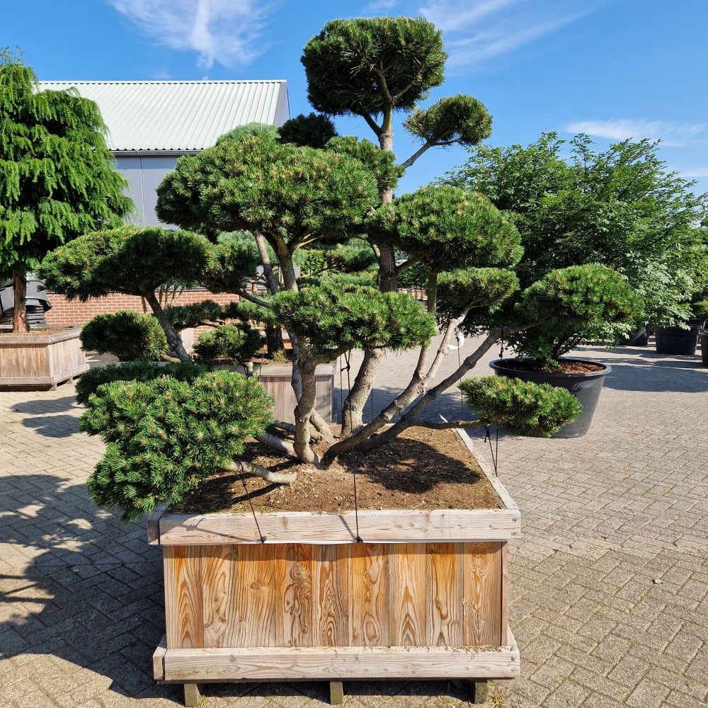 Pinus mugo 'Gnom' (Precomanda)