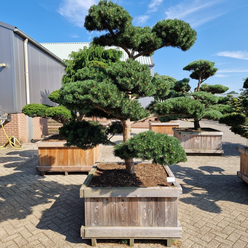 Pinus mugo 'March' (Precomanda)