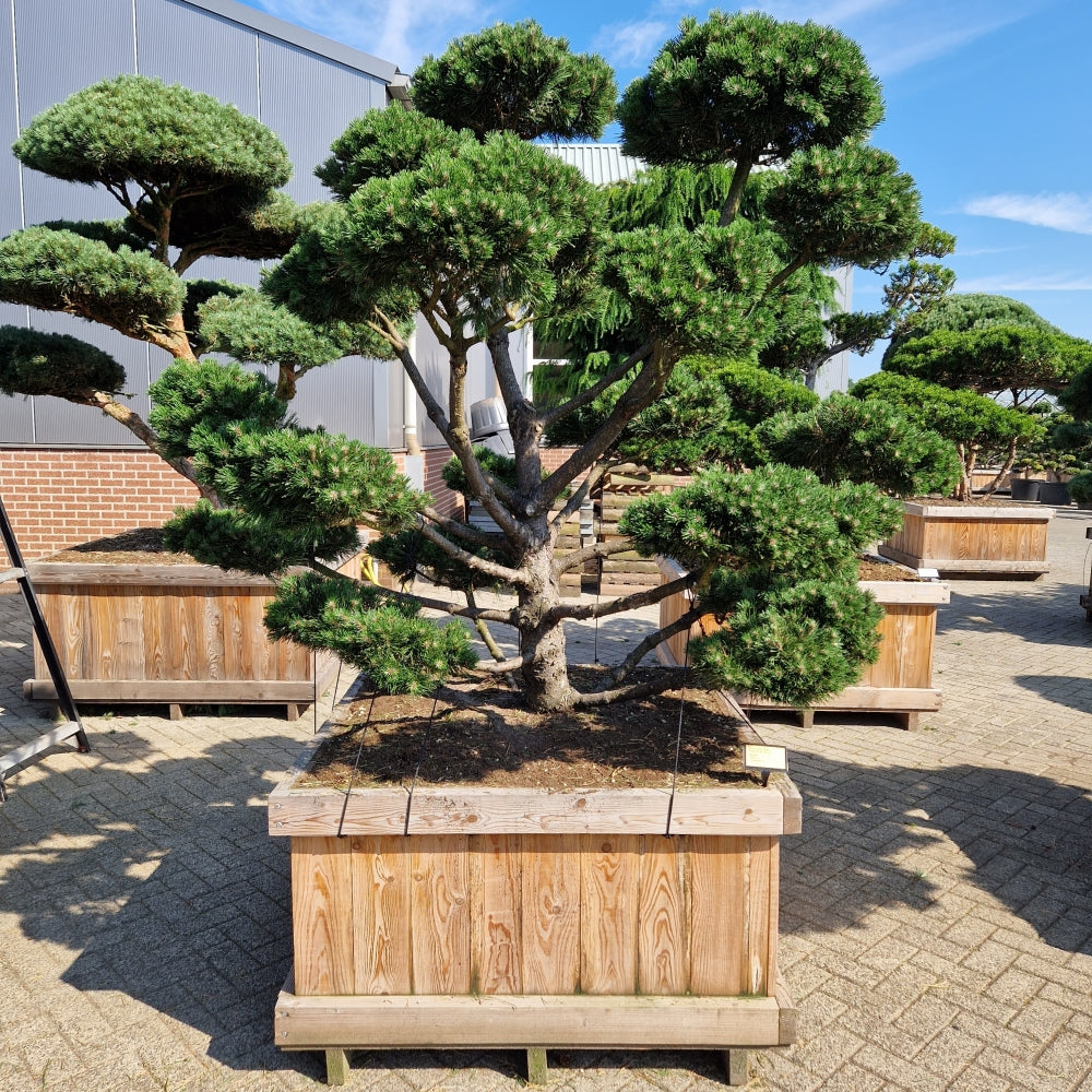 Pinus mugo 'Gnom' (Precomanda)