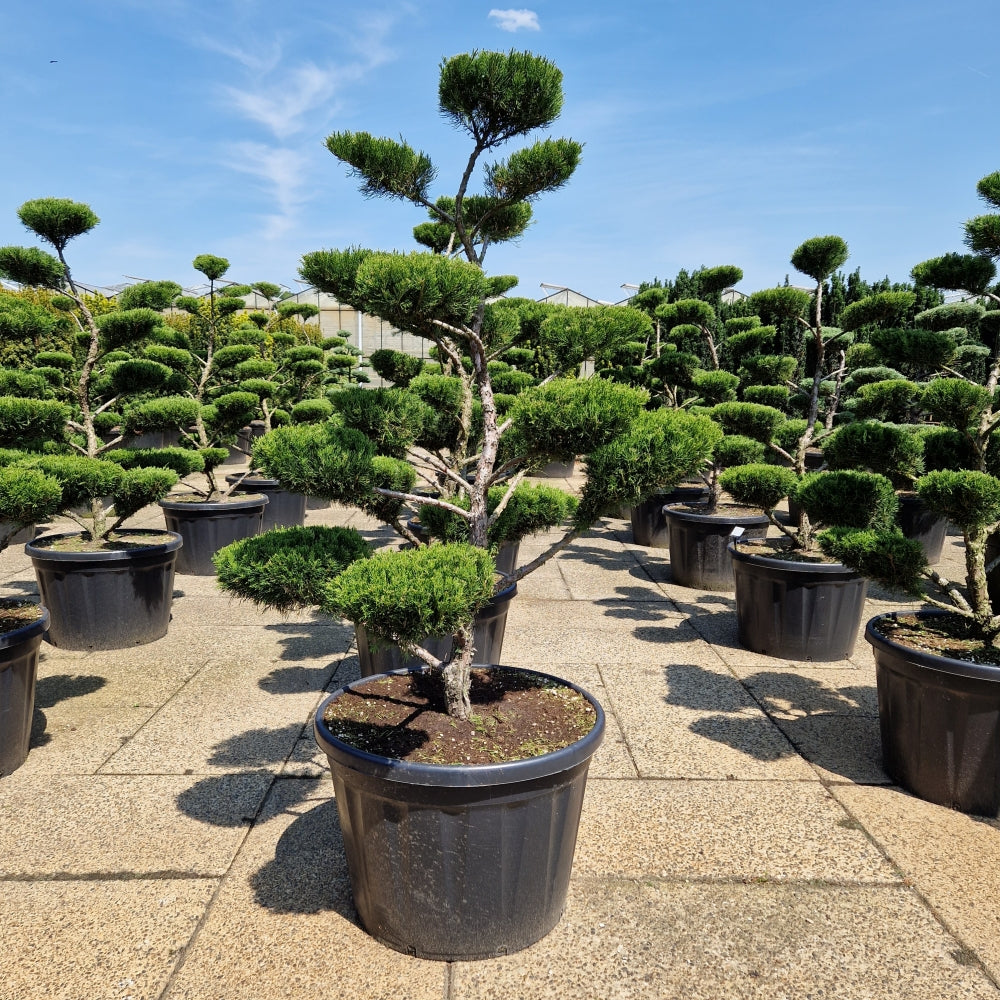 Juniperus media 'Mint Julep' (Precomanda)