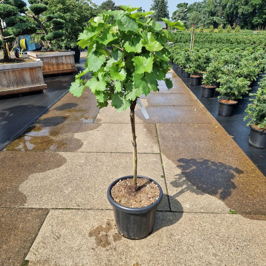 Vitis 'Phönix' * (Precomanda)