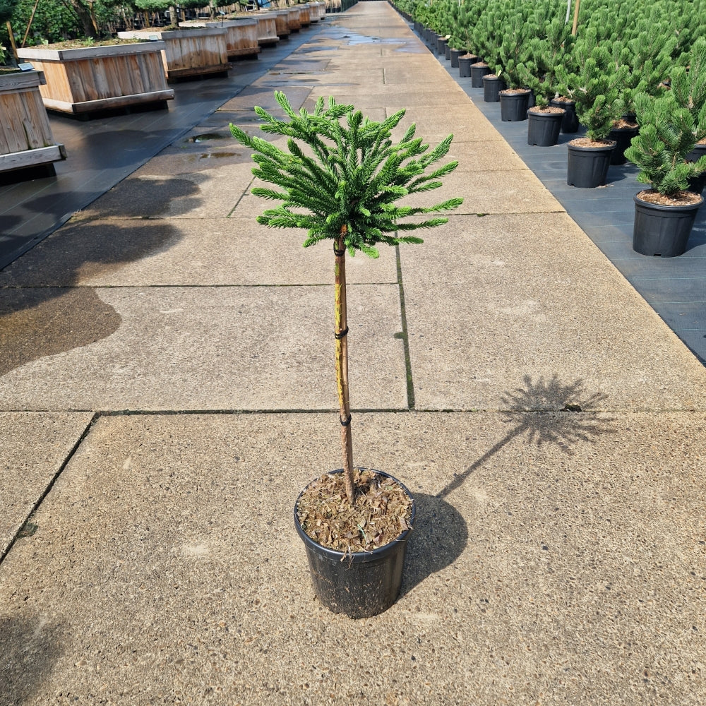 Cryptomeria jap. 'Dinger' pe picior (Precomanda)