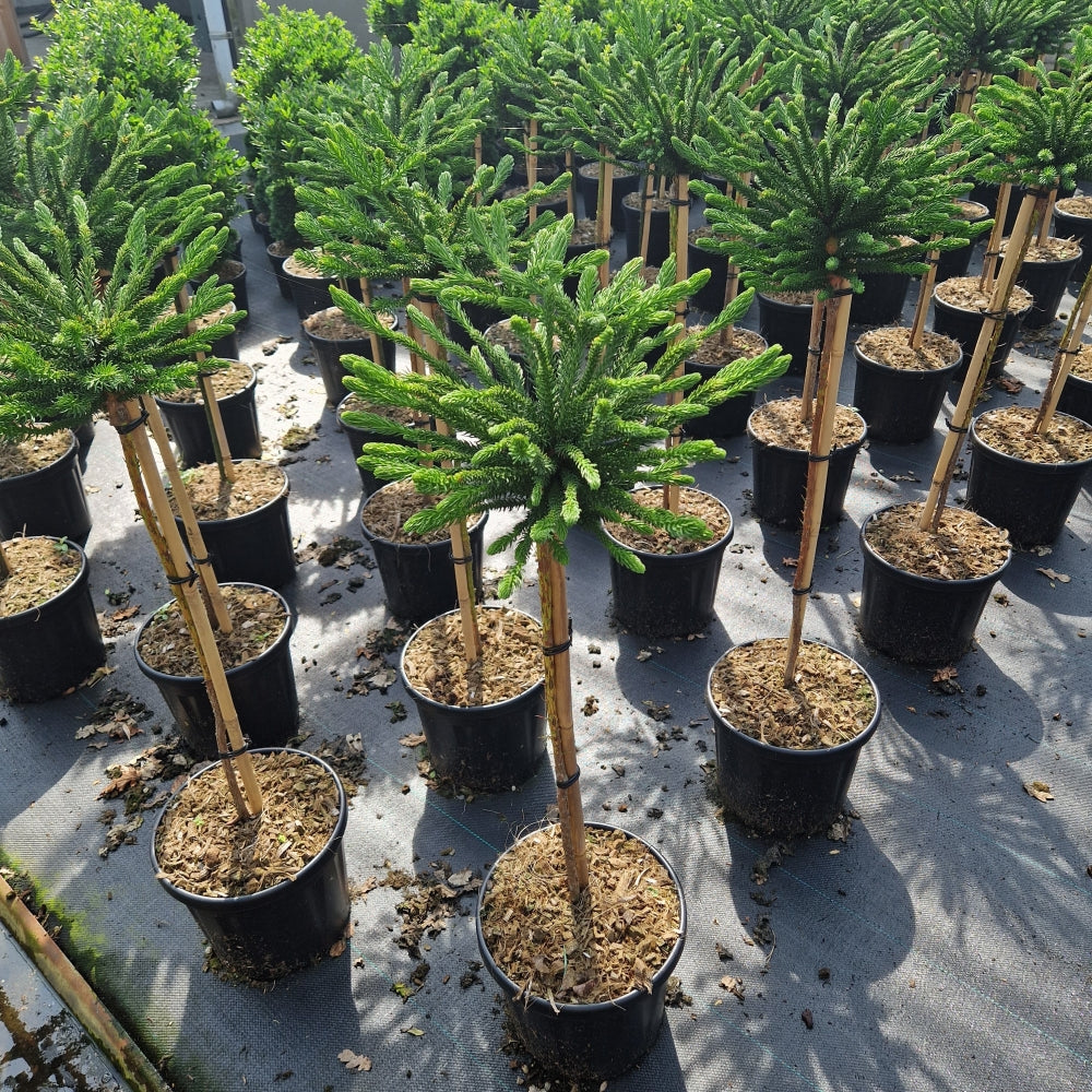 Cryptomeria jap. 'Dinger' pe picior (Precomanda)
