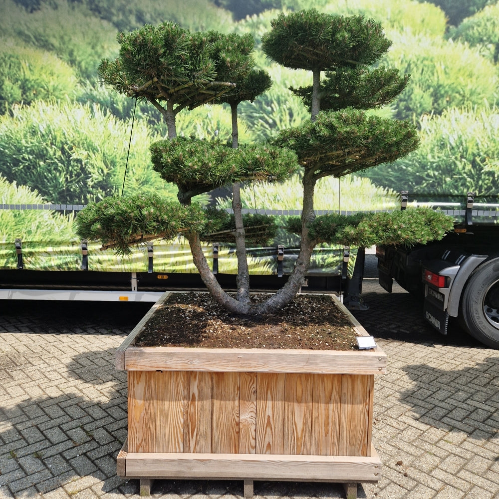Pinus mugo 'Gnom' type hopken (Precomanda)