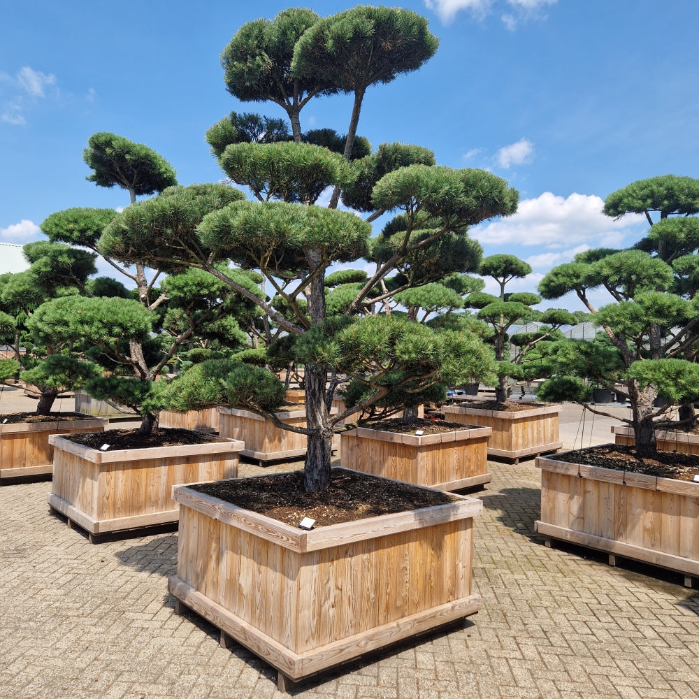 Pinus sylvestris 'Norsky' (Precomanda)