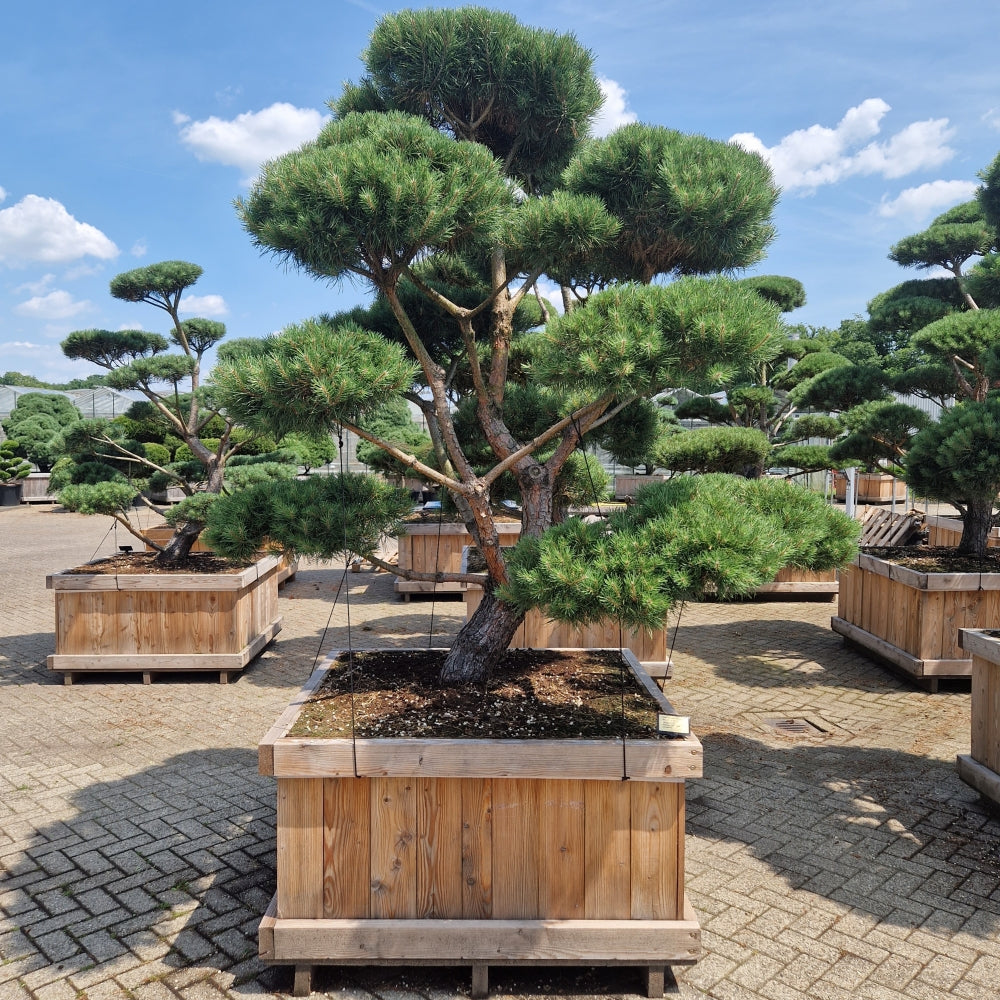 Pinus sylvestris 'Norsky' (Precomanda)