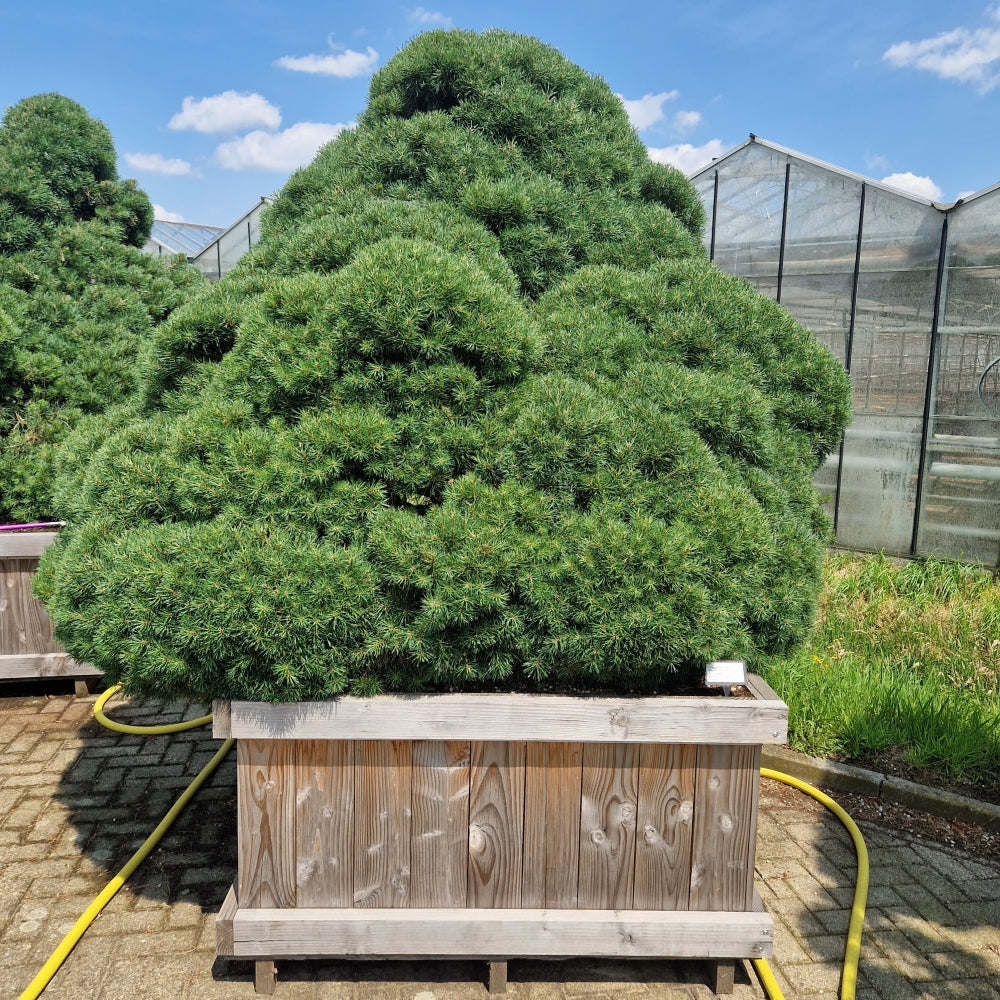 Pinus sylvestris 'Norsky' (Precomanda)