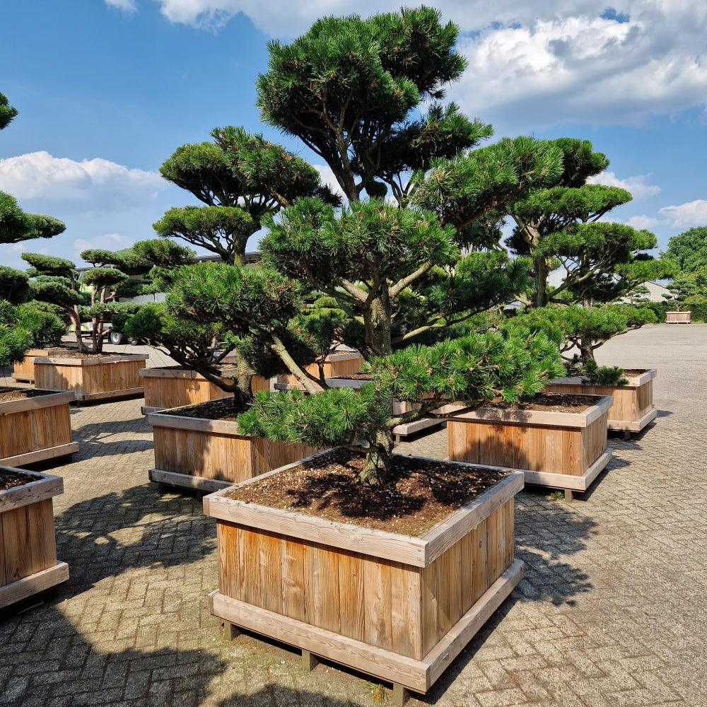 Pinus contorta (Precomanda)