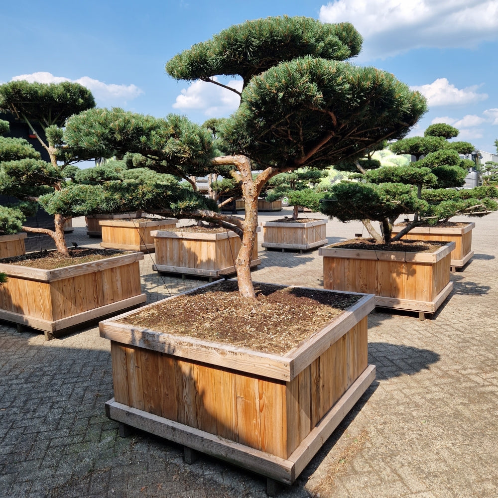 Pinus sylvestris 'Watereri' Nr.9 (Precomanda)