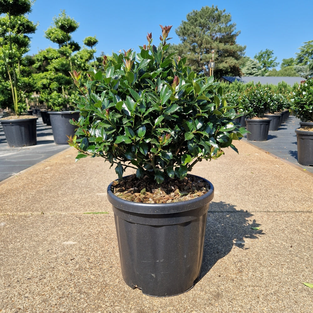 Ilex meserveae 'Blue Maid' - bila (Precomanda)