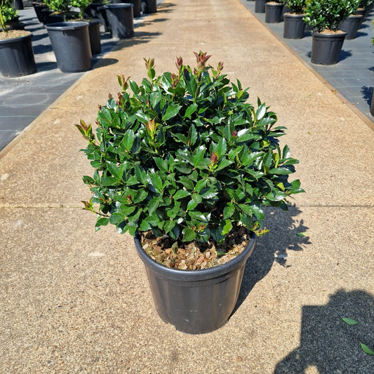 Ilex meserveae 'Blue Maid' - bila (Precomanda)