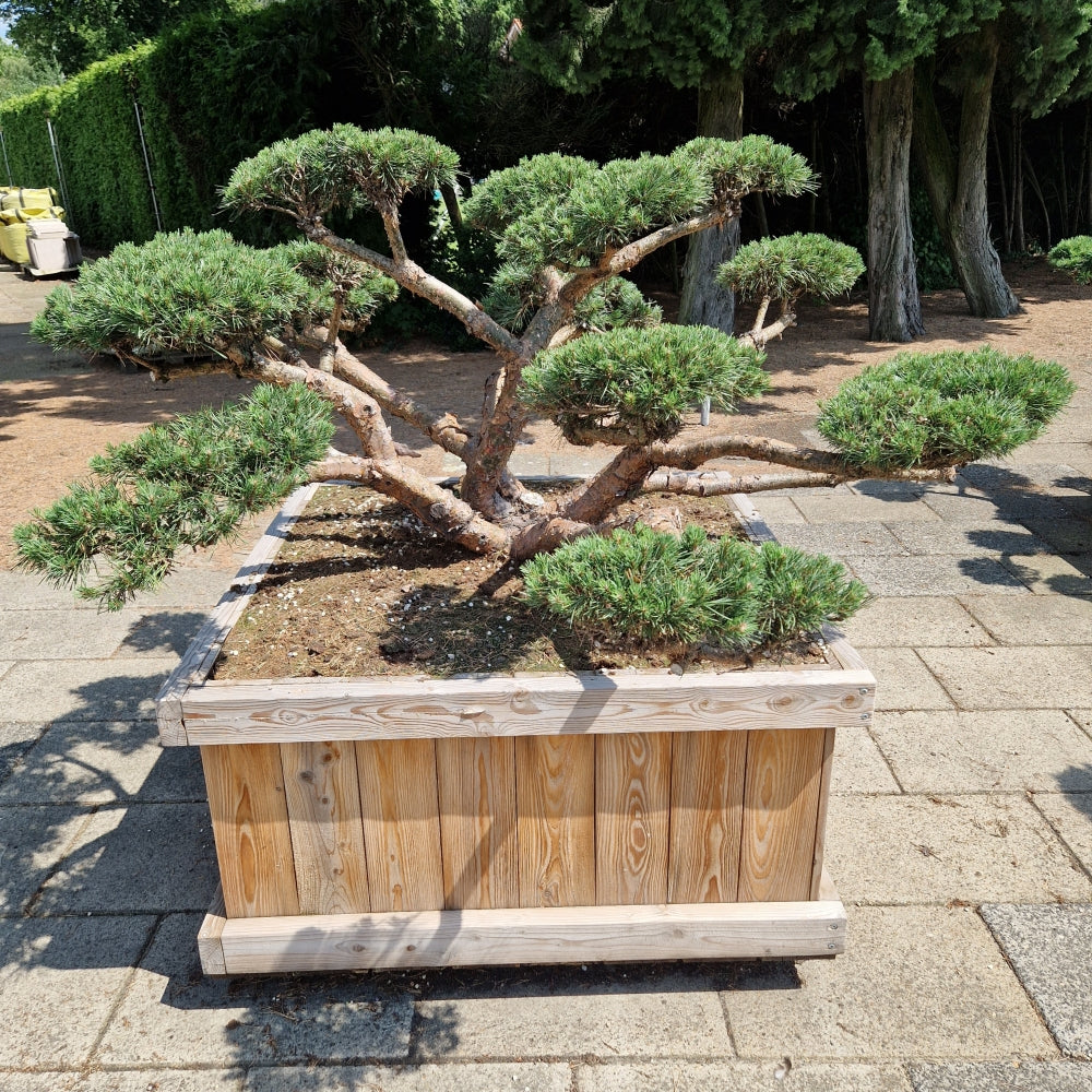 Pinus sylvestris 'Repens' (Precomanda)