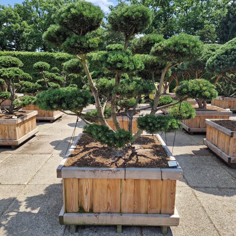 Pinus mugo 'Gnom' (Precomanda)