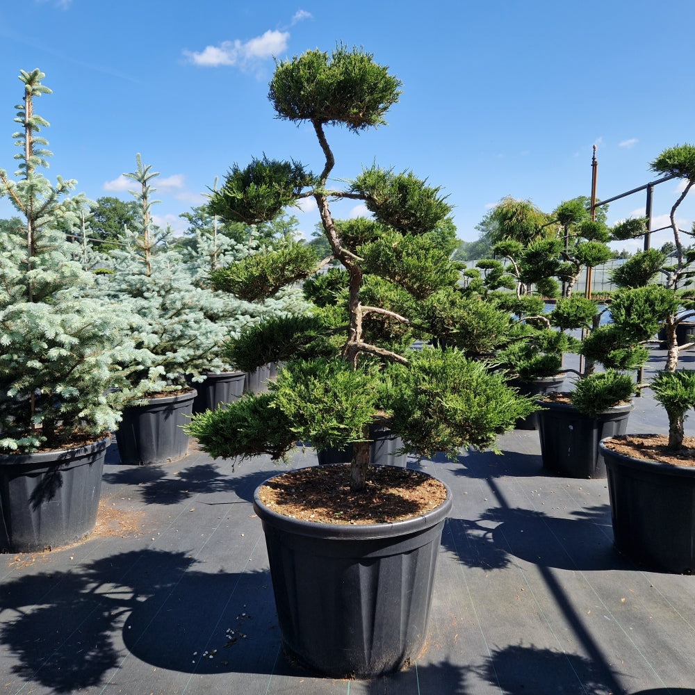 Juniperus sabina 'Rockery Gem' (Precomanda)