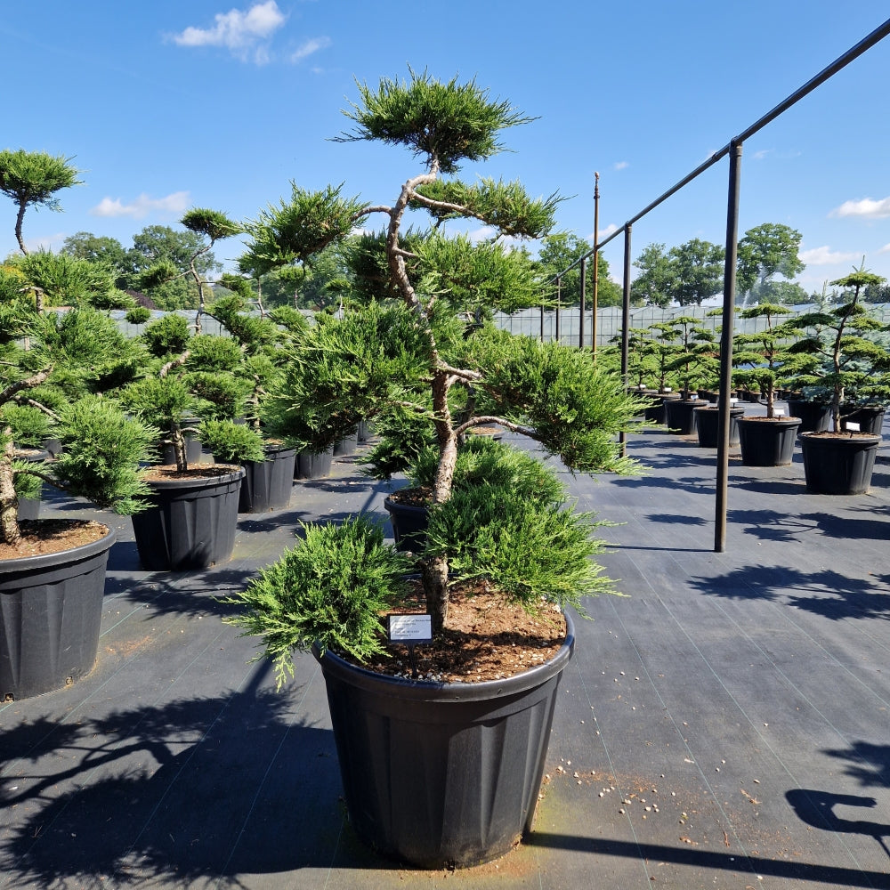 Juniperus sabina 'Rockery Gem' (Precomanda)