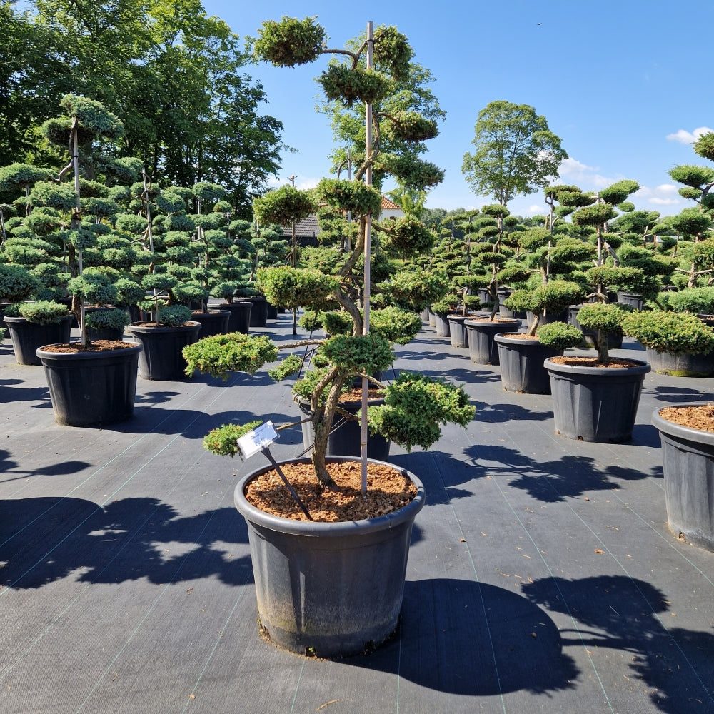Juniperus comm. 'Repanda' (Precomanda)