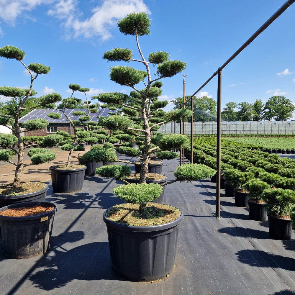 Juniperus media 'Pfitz. Compacta' (Precomanda)