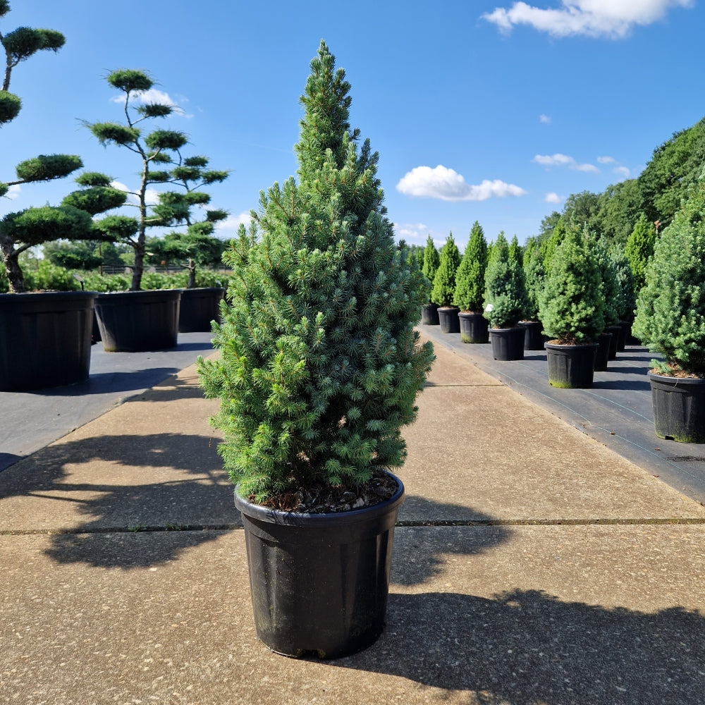 Picea glauca 'Sanders Blue' (Precomanda)