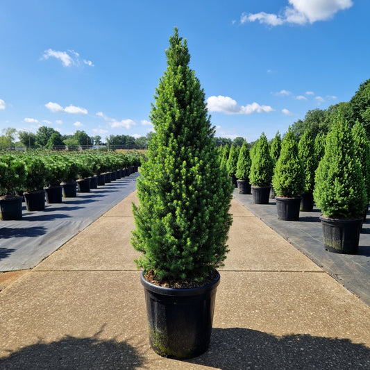 Picea glauca conica 'Perfecta'  (Precomanda)