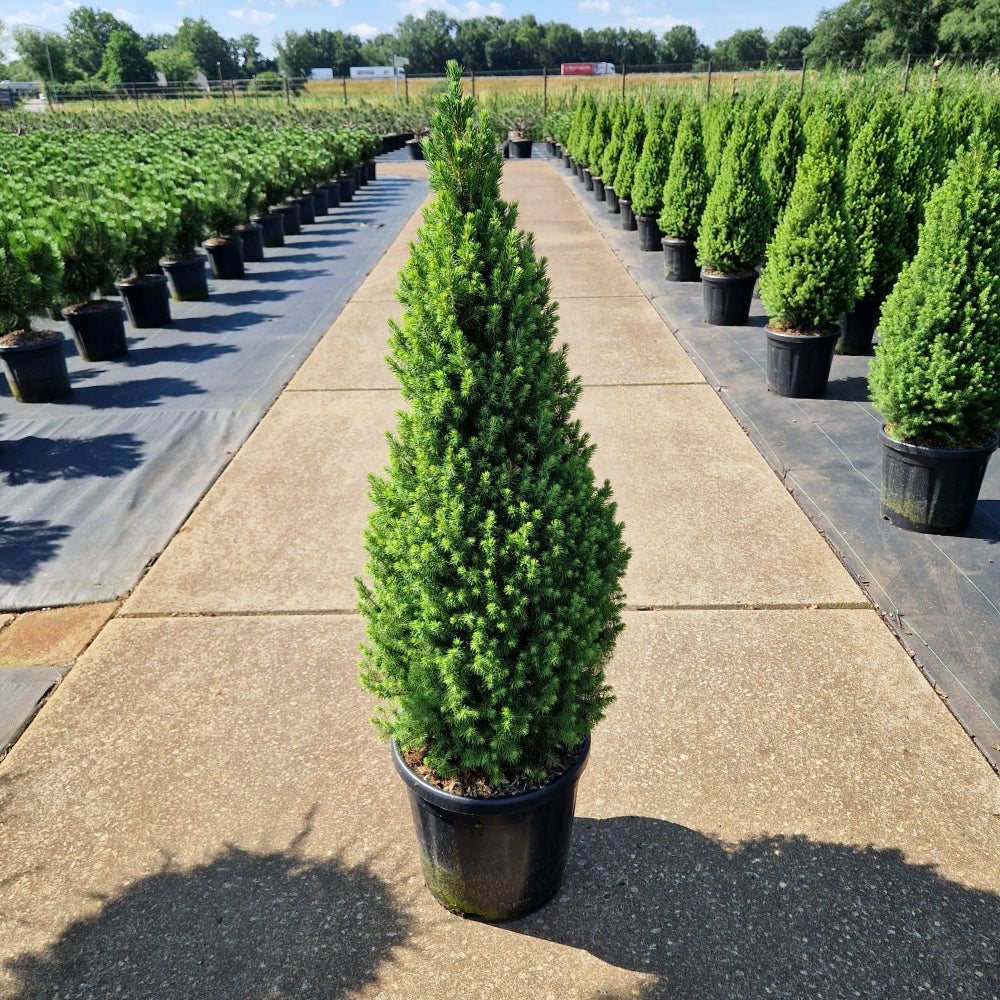 Picea glauca conica 'Perfecta' (Precomanda)