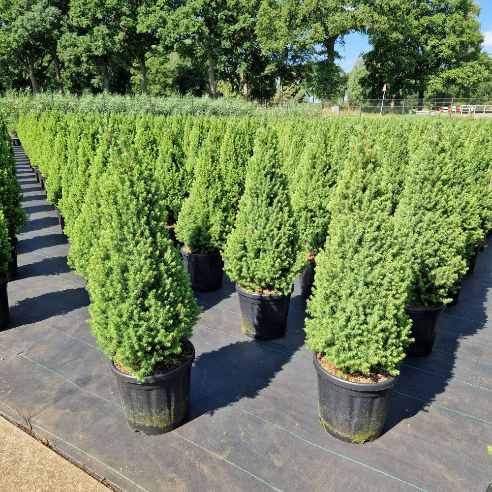 Picea glauca conica 'Perfecta' (Precomanda)