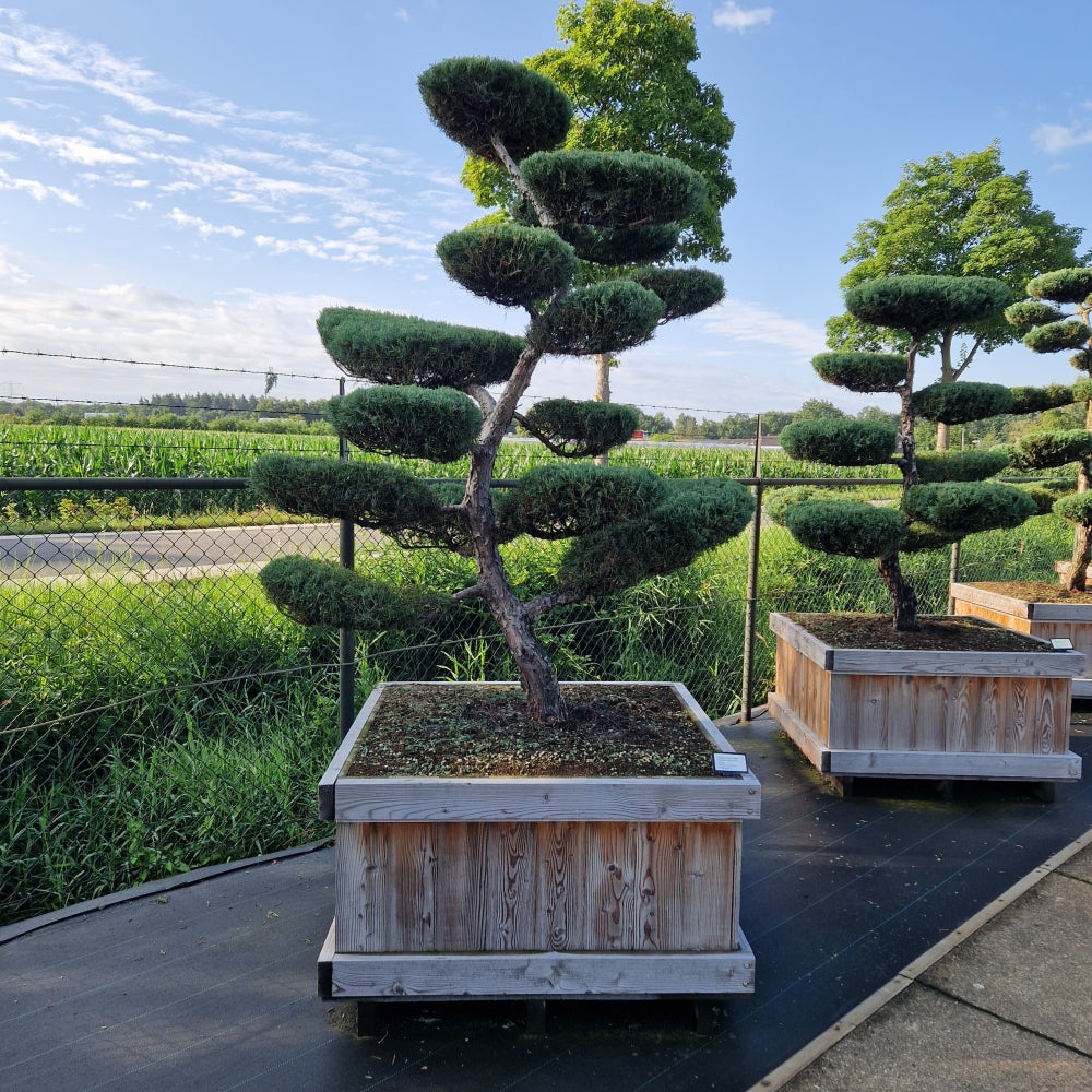 Juniperus media 'Hetzii' (Precomanda)