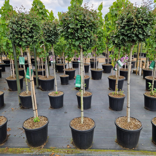 Syringa meyeri 'Dark Purple' ® (Precomanda)