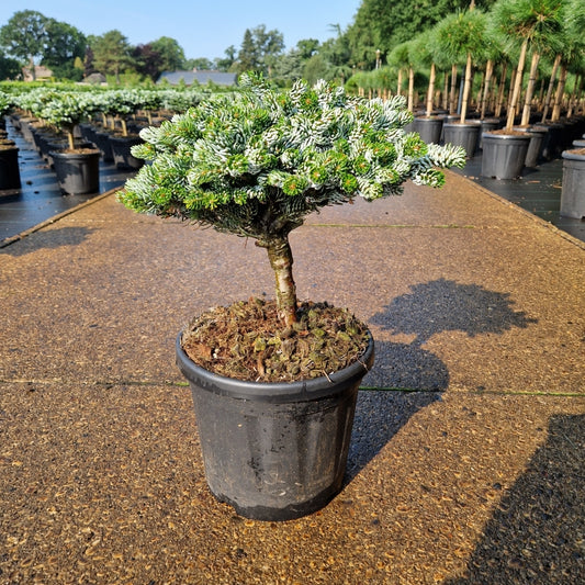 Abies koreana 'Kohout's Icebreaker'® pe picior (Precomanda)