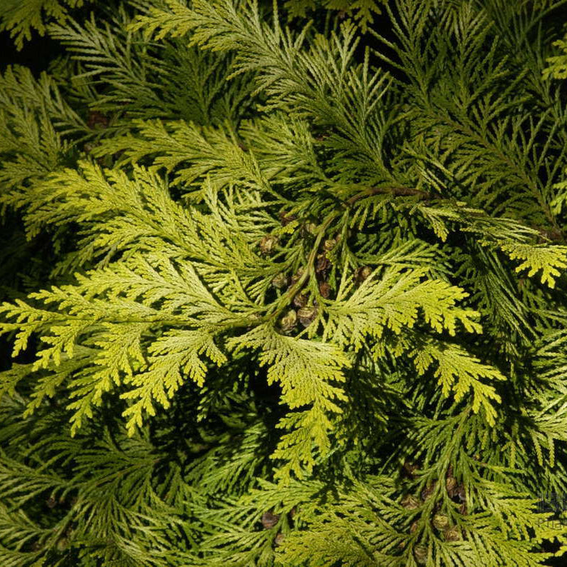 Chiparos Lawson Ivonne - Chamaecyparis Lawsoniana Ivonne