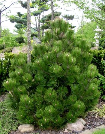Pin Bosniac Compact Gem - Pinus Leucodermis Compact Gem