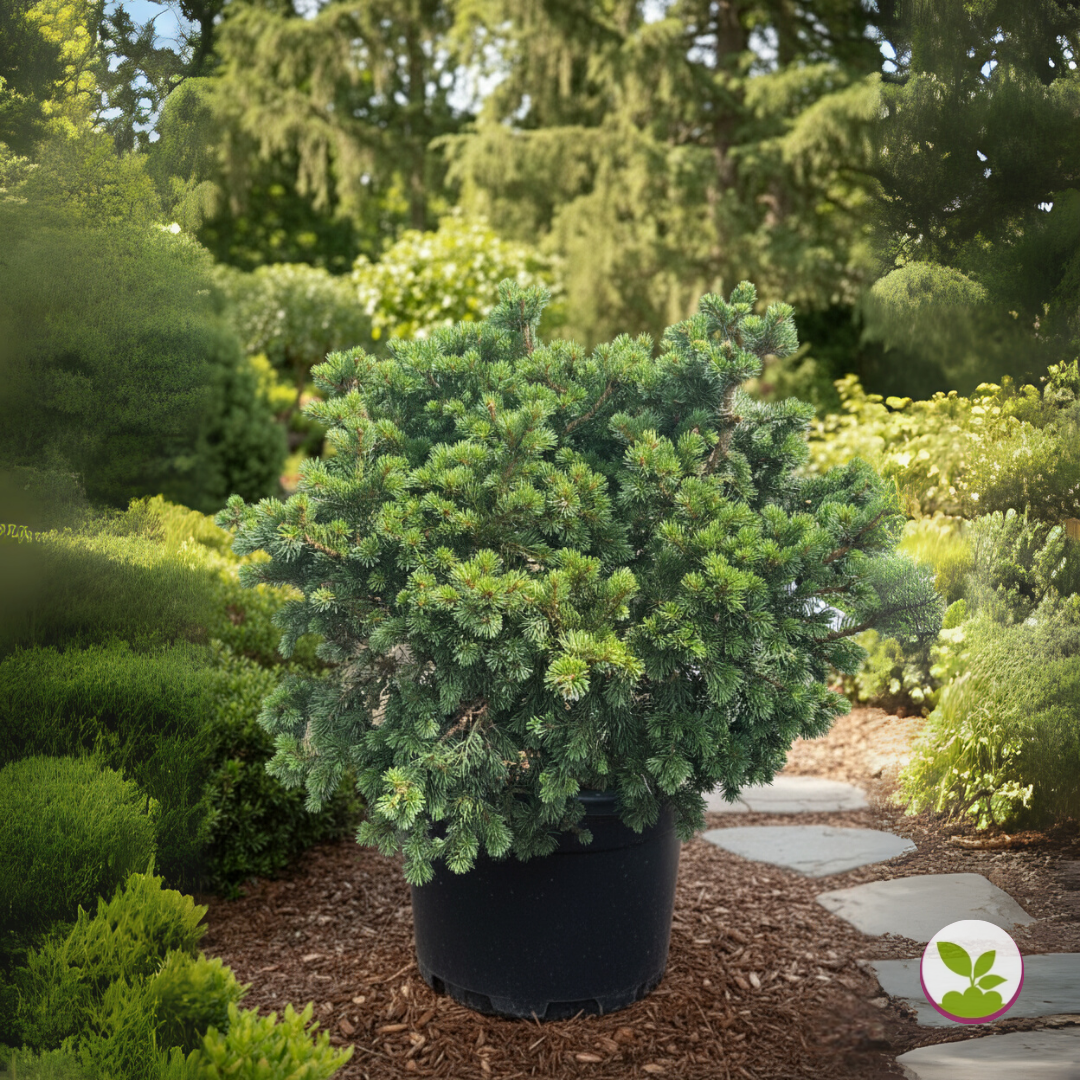 Picea pung. 'Lucky Strike' - livrare dupa 10 octombrie
