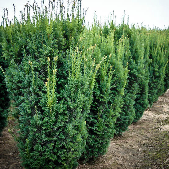 Tis Hicksii - Taxus Media Hicksii
