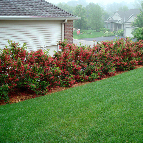 Weigela Red Prince - Weigela Red Prince