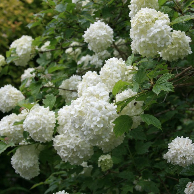 Călin Roseum - Viburnum Opulus Roseum