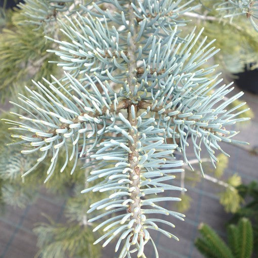 Brad Alb Violaceu - Abies Concolor Violacea