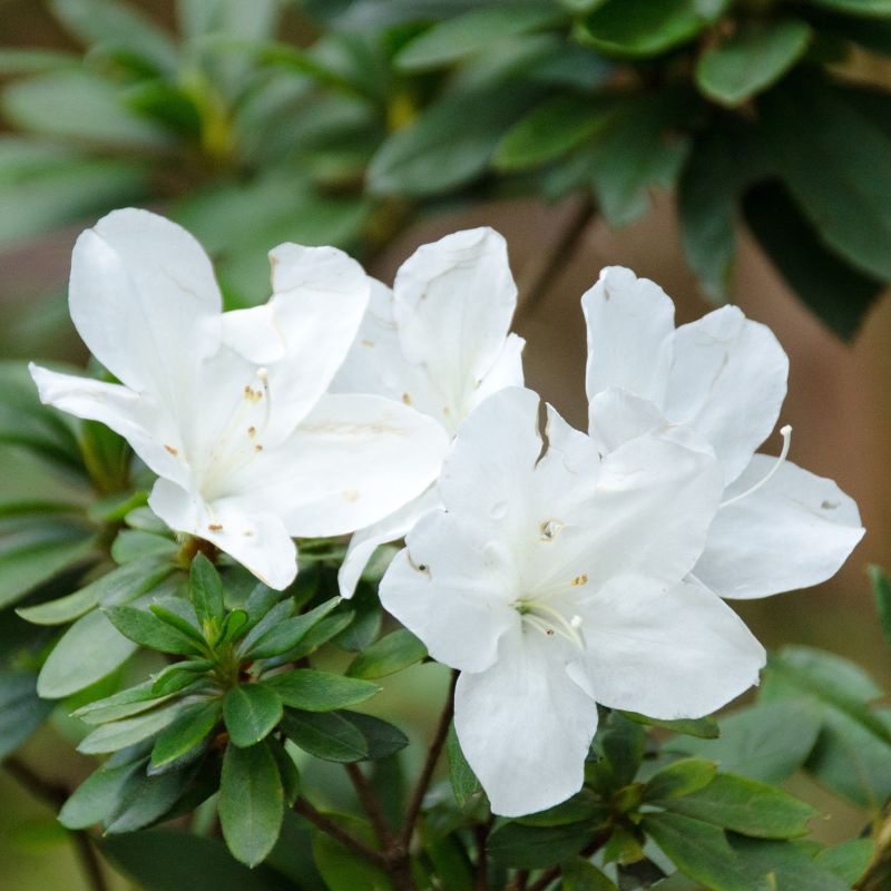 Azalee Japoneză Hisako - Rhododendron (Japanese Azalea Grp) Hisako