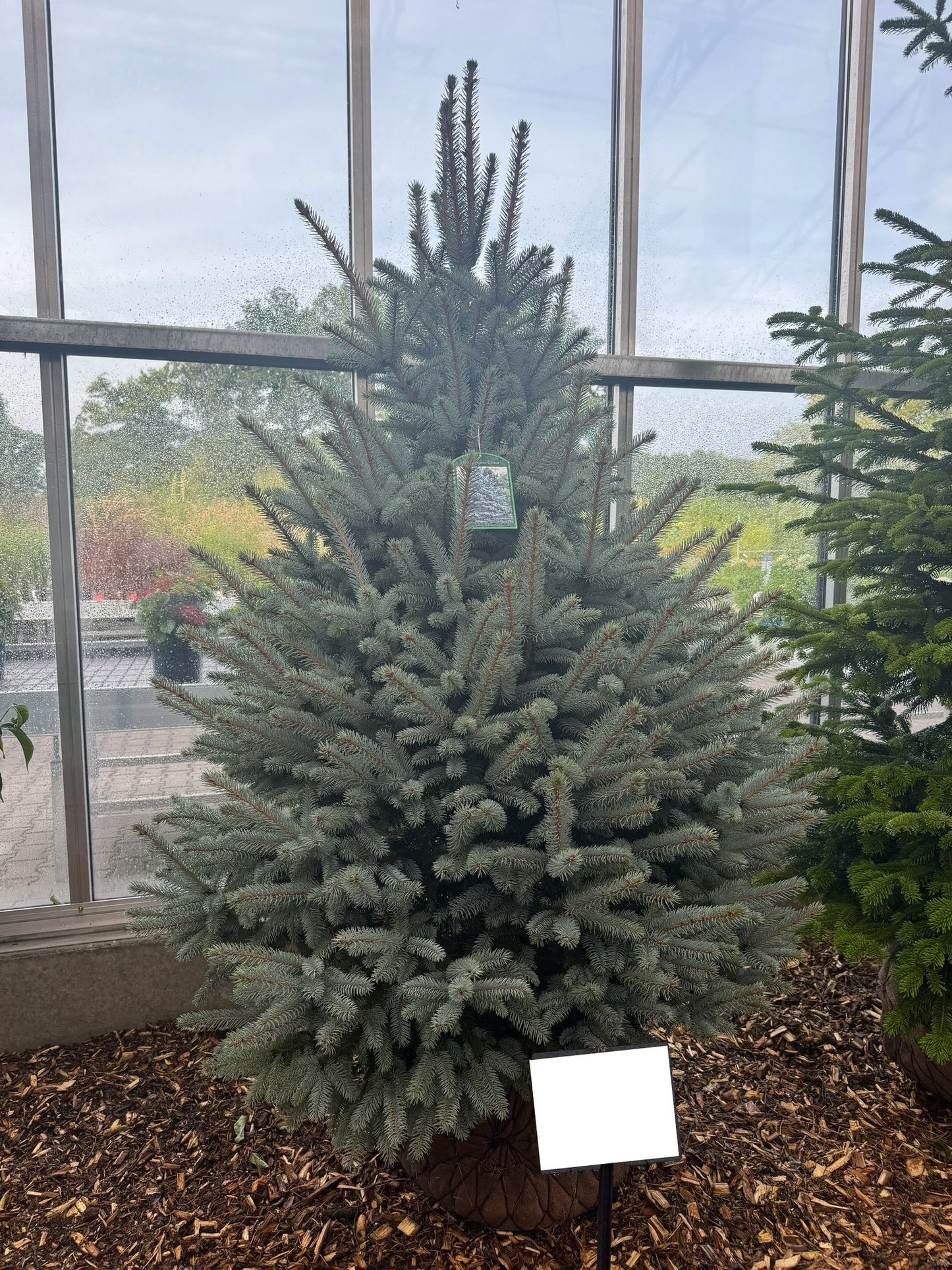 Picea Pungens Superblue Premium (Precomanda - Poze Reale)