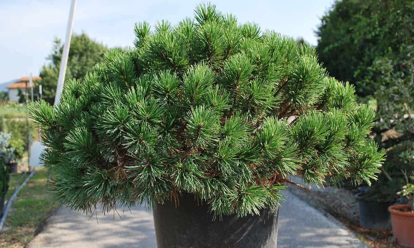 Pin Pitic Mughus - Pinus Mugo Mughus