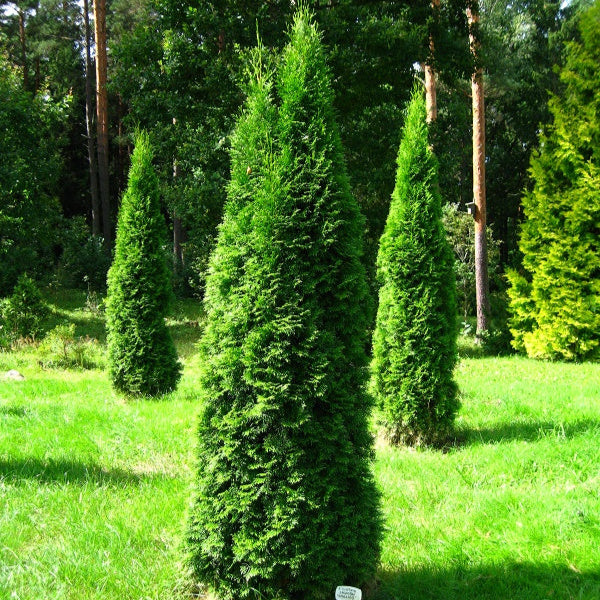 Tuia Lumanare - Thuja occidentalis Smaragd Balot