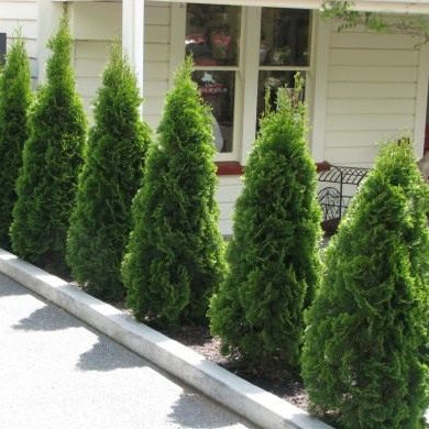 Tuia Lumanare - Thuja occidentalis Smaragd Balot