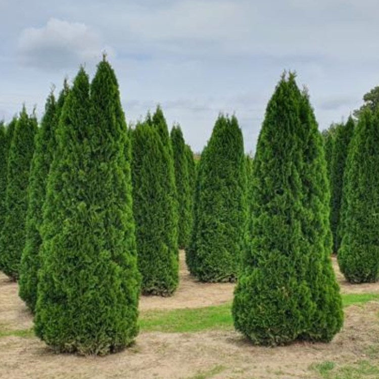 Tuia Lumanare - Thuja occidentalis Smaragd Balot