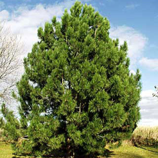 Pin Negru - Pinus Nigra Nigra